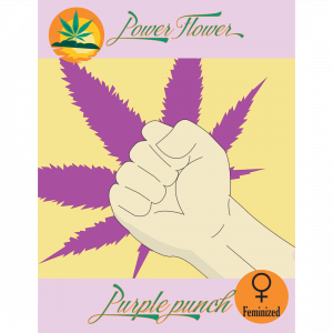 Purple Punch Auto Fem Cannabis Seeds