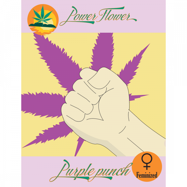 Purple Punch Auto Fem Cannabis Seeds